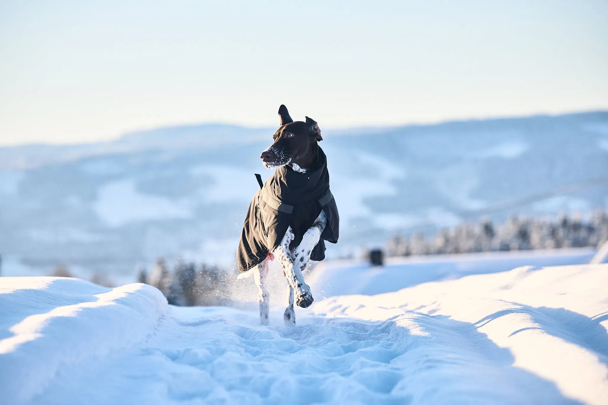 Non-stop - Trekking Insulated Dog Jacket *Black Friday Offer*